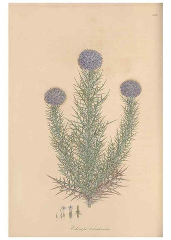 Reproducción/Reproduction 49580094131: Flora Graeca, sive, Plantarum rariorum historia, quas in provinciis aut insulis Graeciae /. Londini :Typis Richardi Taylor et socii, in Vico Shoe-Lane :MDCCCVI-MDCCCXL [1806-1840].. 