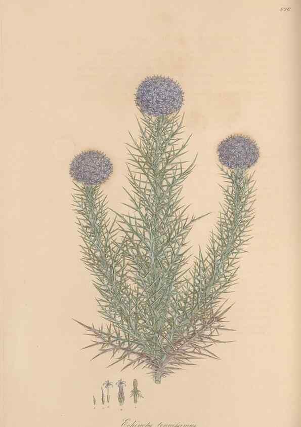 Reproducción/Reproduction 49580094131: Flora Graeca, sive, Plantarum rariorum historia, quas in provinciis aut insulis Graeciae /. Londini :Typis Richardi Taylor et socii, in Vico Shoe-Lane :MDCCCVI-MDCCCXL [1806-1840].. 