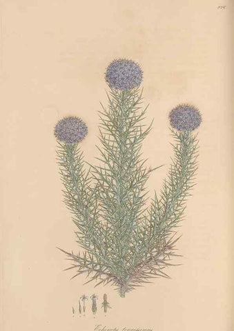 Reproducción/Reproduction 49580094131: Flora Graeca, sive, Plantarum rariorum historia, quas in provinciis aut insulis Graeciae /. Londini :Typis Richardi Taylor et socii, in Vico Shoe-Lane :MDCCCVI-MDCCCXL [1806-1840].. 