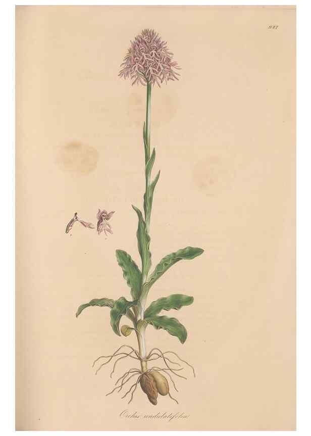 Reproducción/Reproduction 49580094436: Flora Graeca, sive, Plantarum rariorum historia, quas in provinciis aut insulis Graeciae /. Londini :Typis Richardi Taylor et socii, in Vico Shoe-Lane :MDCCCVI-MDCCCXL [1806-1840].. 