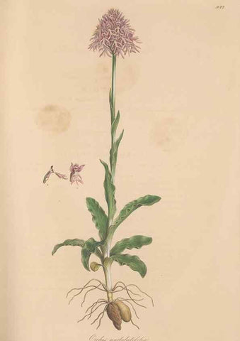 Reproducción/Reproduction 49580094436: Flora Graeca, sive, Plantarum rariorum historia, quas in provinciis aut insulis Graeciae /. Londini :Typis Richardi Taylor et socii, in Vico Shoe-Lane :MDCCCVI-MDCCCXL [1806-1840].. 