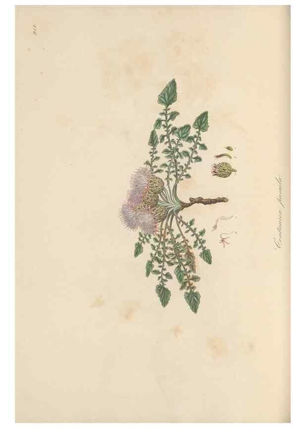 Reproducción/Reproduction 49580091651: Flora Graeca, sive, Plantarum rariorum historia, quas in provinciis aut insulis Graeciae /. Londini :Typis Richardi Taylor et socii, in Vico Shoe-Lane :MDCCCVI-MDCCCXL [1806-1840].. 