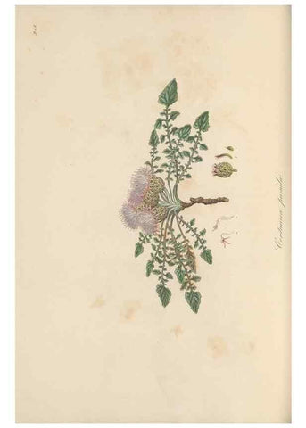 Reproducción/Reproduction 49580091651: Flora Graeca, sive, Plantarum rariorum historia, quas in provinciis aut insulis Graeciae /. Londini :Typis Richardi Taylor et socii, in Vico Shoe-Lane :MDCCCVI-MDCCCXL [1806-1840].. 