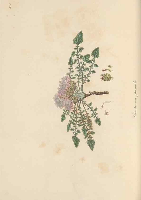 Reproducción/Reproduction 49580091651: Flora Graeca, sive, Plantarum rariorum historia, quas in provinciis aut insulis Graeciae /. Londini :Typis Richardi Taylor et socii, in Vico Shoe-Lane :MDCCCVI-MDCCCXL [1806-1840].. 