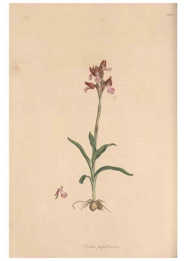 Reproducción/Reproduction 49579594193: Flora Graeca, sive, Plantarum rariorum historia, quas in provinciis aut insulis Graeciae /. Londini :Typis Richardi Taylor et socii, in Vico Shoe-Lane :MDCCCVI-MDCCCXL [1806-1840].. 