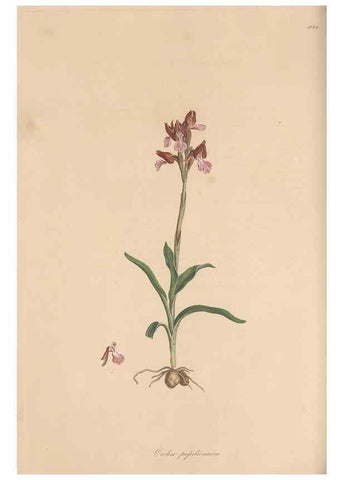 Reproducción/Reproduction 49579594193: Flora Graeca, sive, Plantarum rariorum historia, quas in provinciis aut insulis Graeciae /. Londini :Typis Richardi Taylor et socii, in Vico Shoe-Lane :MDCCCVI-MDCCCXL [1806-1840].. 