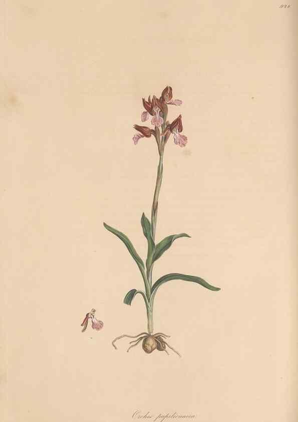 Reproducción/Reproduction 49579594193: Flora Graeca, sive, Plantarum rariorum historia, quas in provinciis aut insulis Graeciae /. Londini :Typis Richardi Taylor et socii, in Vico Shoe-Lane :MDCCCVI-MDCCCXL [1806-1840].. 