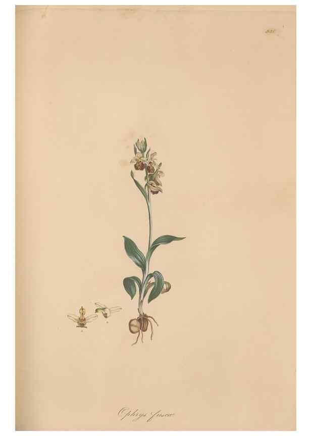 Reproducción/Reproduction 49580095326: Flora Graeca, sive, Plantarum rariorum historia, quas in provinciis aut insulis Graeciae /. Londini :Typis Richardi Taylor et socii, in Vico Shoe-Lane :MDCCCVI-MDCCCXL [1806-1840].. 