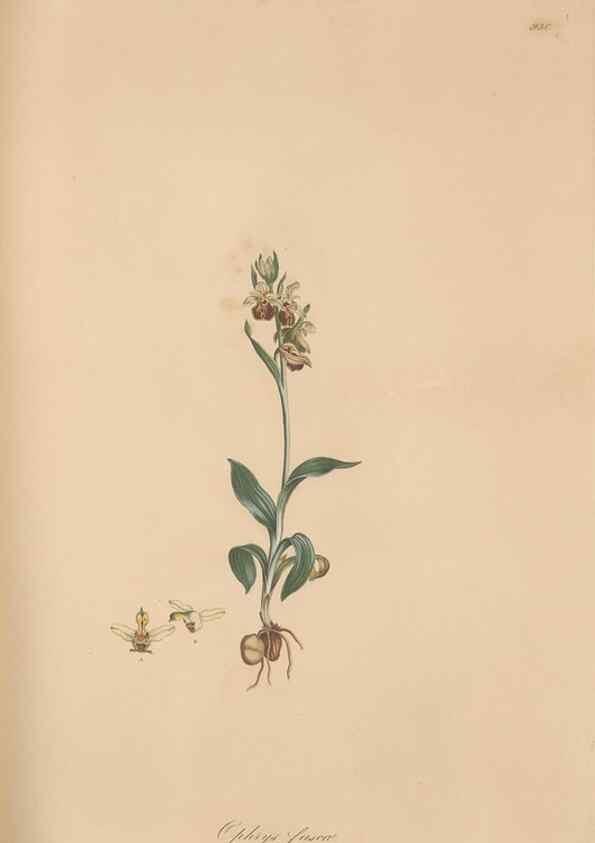 Reproducción/Reproduction 49580095326: Flora Graeca, sive, Plantarum rariorum historia, quas in provinciis aut insulis Graeciae /. Londini :Typis Richardi Taylor et socii, in Vico Shoe-Lane :MDCCCVI-MDCCCXL [1806-1840].. 