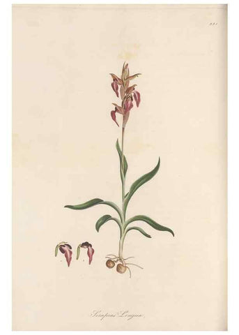 Reproducción/Reproduction 49580322482: Flora Graeca, sive, Plantarum rariorum historia, quas in provinciis aut insulis Graeciae /. Londini :Typis Richardi Taylor et socii, in Vico Shoe-Lane :MDCCCVI-MDCCCXL [1806-1840].. 