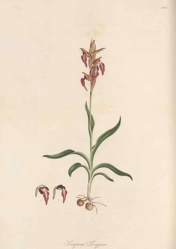 Reproducción/Reproduction 49580322482: Flora Graeca, sive, Plantarum rariorum historia, quas in provinciis aut insulis Graeciae /. Londini :Typis Richardi Taylor et socii, in Vico Shoe-Lane :MDCCCVI-MDCCCXL [1806-1840].. 