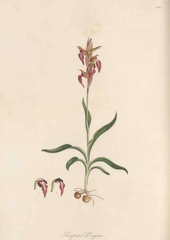 Reproducción/Reproduction 49580322482: Flora Graeca, sive, Plantarum rariorum historia, quas in provinciis aut insulis Graeciae /. Londini :Typis Richardi Taylor et socii, in Vico Shoe-Lane :MDCCCVI-MDCCCXL [1806-1840].. 