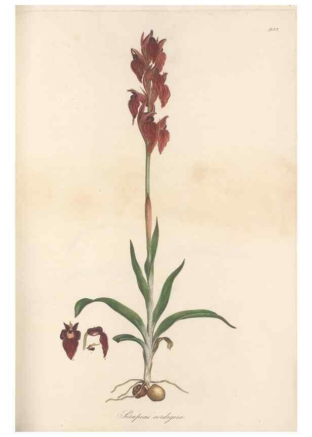 Reproducción/Reproduction 49580322817: Flora Graeca, sive, Plantarum rariorum historia, quas in provinciis aut insulis Graeciae /. Londini :Typis Richardi Taylor et socii, in Vico Shoe-Lane :MDCCCVI-MDCCCXL [1806-1840].. 