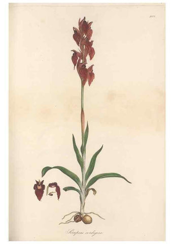 Reproducción/Reproduction 49580322817: Flora Graeca, sive, Plantarum rariorum historia, quas in provinciis aut insulis Graeciae /. Londini :Typis Richardi Taylor et socii, in Vico Shoe-Lane :MDCCCVI-MDCCCXL [1806-1840].. 