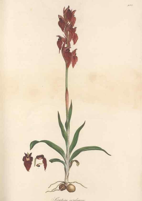 Reproducción/Reproduction 49580322817: Flora Graeca, sive, Plantarum rariorum historia, quas in provinciis aut insulis Graeciae /. Londini :Typis Richardi Taylor et socii, in Vico Shoe-Lane :MDCCCVI-MDCCCXL [1806-1840].. 