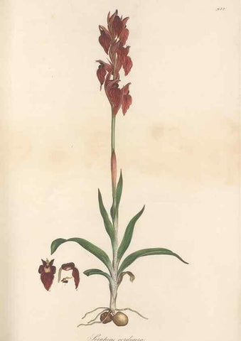 Reproducción/Reproduction 49580322817: Flora Graeca, sive, Plantarum rariorum historia, quas in provinciis aut insulis Graeciae /. Londini :Typis Richardi Taylor et socii, in Vico Shoe-Lane :MDCCCVI-MDCCCXL [1806-1840].. 