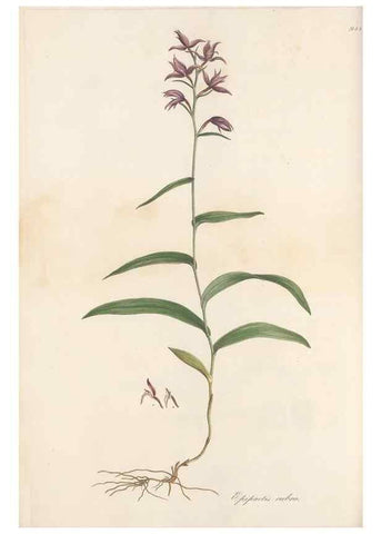 Reproducción/Reproduction 49579595903: Flora Graeca, sive, Plantarum rariorum historia, quas in provinciis aut insulis Graeciae /. Londini :Typis Richardi Taylor et socii, in Vico Shoe-Lane :MDCCCVI-MDCCCXL [1806-1840].. 