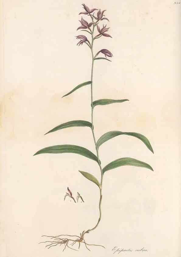 Reproducción/Reproduction 49579595903: Flora Graeca, sive, Plantarum rariorum historia, quas in provinciis aut insulis Graeciae /. Londini :Typis Richardi Taylor et socii, in Vico Shoe-Lane :MDCCCVI-MDCCCXL [1806-1840].. 