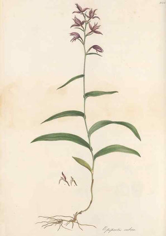 Reproducción/Reproduction 49579595903: Flora Graeca, sive, Plantarum rariorum historia, quas in provinciis aut insulis Graeciae /. Londini :Typis Richardi Taylor et socii, in Vico Shoe-Lane :MDCCCVI-MDCCCXL [1806-1840].. 