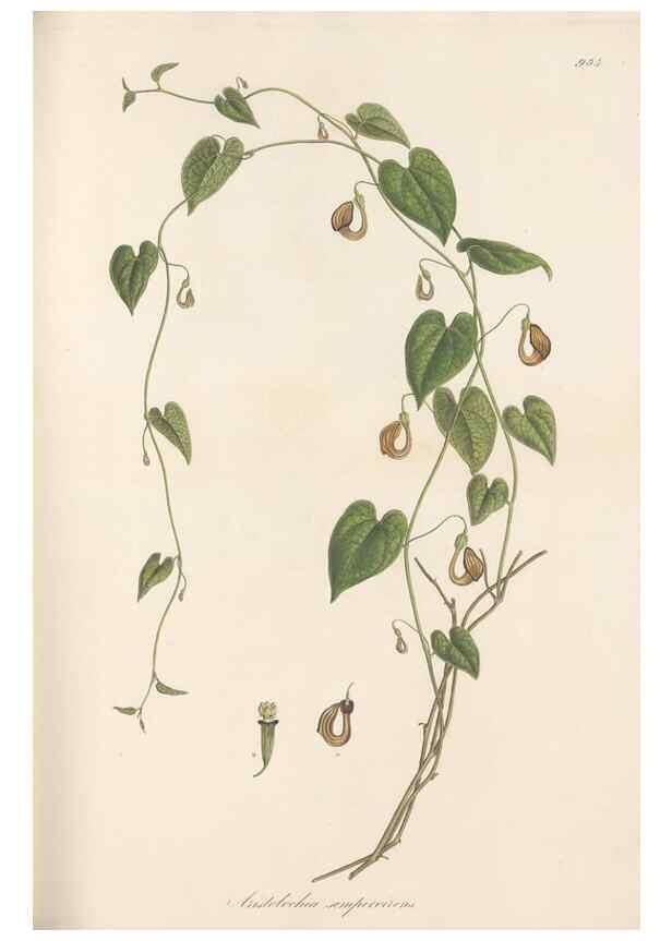 Reproducción/Reproduction 49579596228: Flora Graeca, sive, Plantarum rariorum historia, quas in provinciis aut insulis Graeciae /. Londini :Typis Richardi Taylor et socii, in Vico Shoe-Lane :MDCCCVI-MDCCCXL [1806-1840].. 