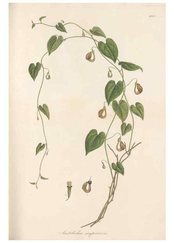 Reproducción/Reproduction 49579596228: Flora Graeca, sive, Plantarum rariorum historia, quas in provinciis aut insulis Graeciae /. Londini :Typis Richardi Taylor et socii, in Vico Shoe-Lane :MDCCCVI-MDCCCXL [1806-1840].. 