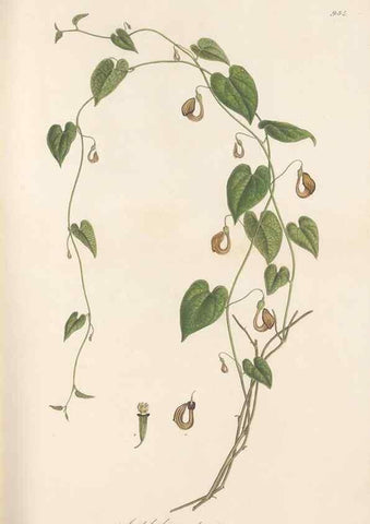 Reproducción/Reproduction 49579596228: Flora Graeca, sive, Plantarum rariorum historia, quas in provinciis aut insulis Graeciae /. Londini :Typis Richardi Taylor et socii, in Vico Shoe-Lane :MDCCCVI-MDCCCXL [1806-1840].. 