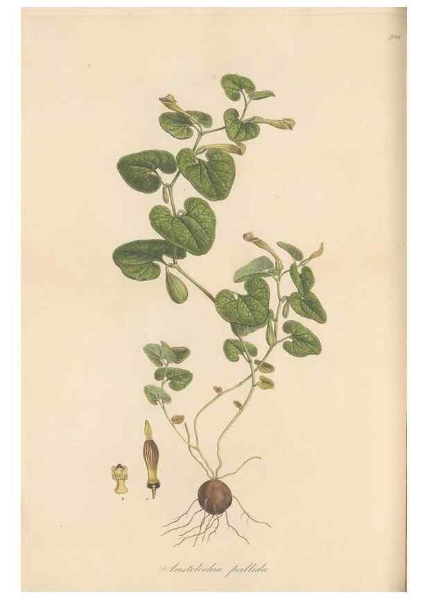 Reproducción/Reproduction 49580323732: Flora Graeca, sive, Plantarum rariorum historia, quas in provinciis aut insulis Graeciae /. Londini :Typis Richardi Taylor et socii, in Vico Shoe-Lane :MDCCCVI-MDCCCXL [1806-1840].. 