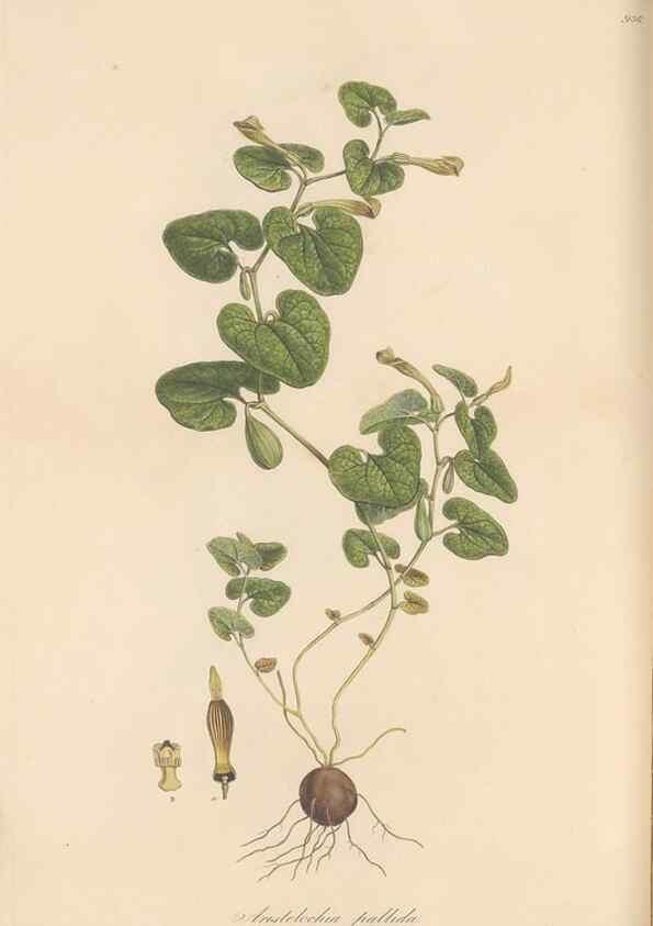 Reproducción/Reproduction 49580323732: Flora Graeca, sive, Plantarum rariorum historia, quas in provinciis aut insulis Graeciae /. Londini :Typis Richardi Taylor et socii, in Vico Shoe-Lane :MDCCCVI-MDCCCXL [1806-1840].. 