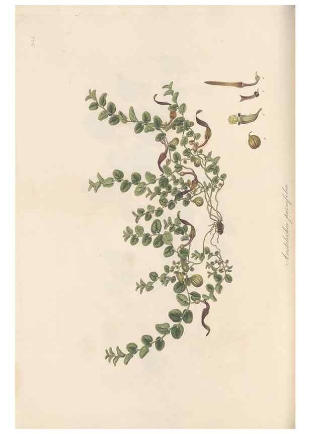 Reproducción/Reproduction 49580324102: Flora Graeca, sive, Plantarum rariorum historia, quas in provinciis aut insulis Graeciae /. Londini :Typis Richardi Taylor et socii, in Vico Shoe-Lane :MDCCCVI-MDCCCXL [1806-1840].. 