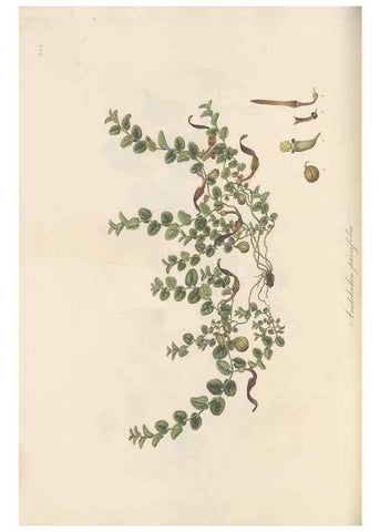 Reproducción/Reproduction 49580324102: Flora Graeca, sive, Plantarum rariorum historia, quas in provinciis aut insulis Graeciae /. Londini :Typis Richardi Taylor et socii, in Vico Shoe-Lane :MDCCCVI-MDCCCXL [1806-1840].. 