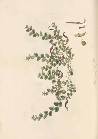 Reproducción/Reproduction 49580324102: Flora Graeca, sive, Plantarum rariorum historia, quas in provinciis aut insulis Graeciae /. Londini :Typis Richardi Taylor et socii, in Vico Shoe-Lane :MDCCCVI-MDCCCXL [1806-1840].. 