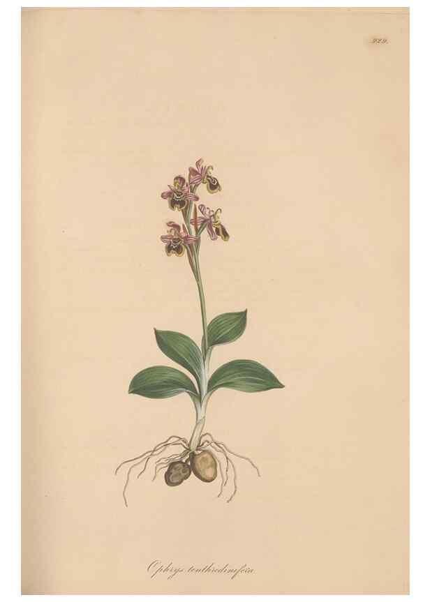 Reproducción/Reproduction 49580321857: Flora Graeca, sive, Plantarum rariorum historia, quas in provinciis aut insulis Graeciae /. Londini :Typis Richardi Taylor et socii, in Vico Shoe-Lane :MDCCCVI-MDCCCXL [1806-1840].. 