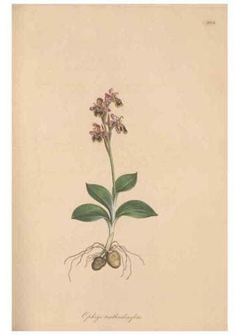 Reproducción/Reproduction 49580321857: Flora Graeca, sive, Plantarum rariorum historia, quas in provinciis aut insulis Graeciae /. Londini :Typis Richardi Taylor et socii, in Vico Shoe-Lane :MDCCCVI-MDCCCXL [1806-1840].. 
