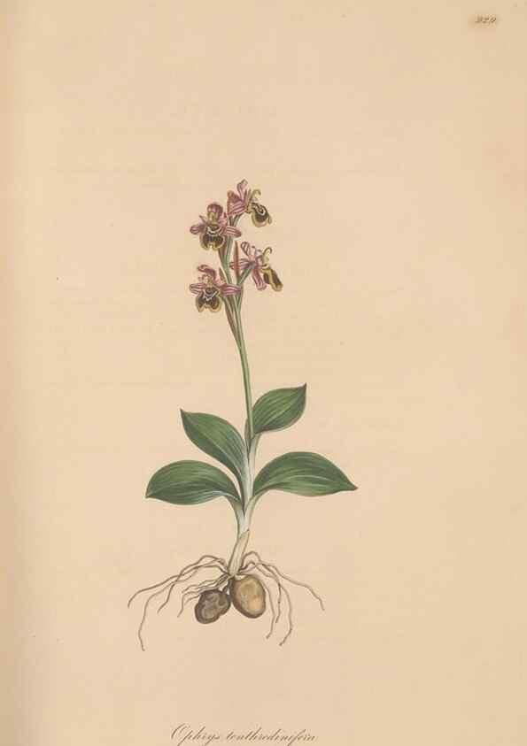 Reproducción/Reproduction 49580321857: Flora Graeca, sive, Plantarum rariorum historia, quas in provinciis aut insulis Graeciae /. Londini :Typis Richardi Taylor et socii, in Vico Shoe-Lane :MDCCCVI-MDCCCXL [1806-1840].. 