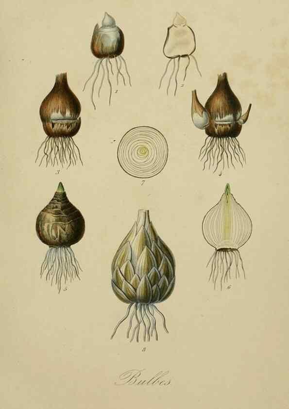 Reproducción/Reproduction 49582700548: Le Règne végétal;. Paris,L. Guérin,1870-72.. 