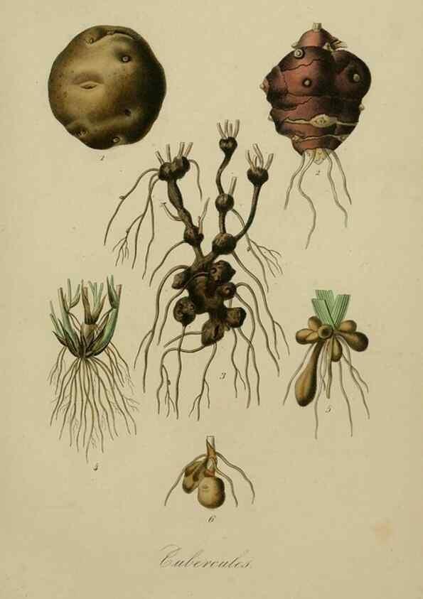 Reproducción/Reproduction 49582700833: Le Règne végétal;. Paris,L. Guérin,1870-72.. 