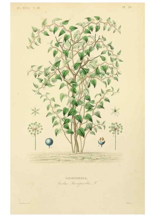 Reproducción/Reproduction 49583443401: Le Règne végétal;. Paris,L. Guérin,1870-72.. 