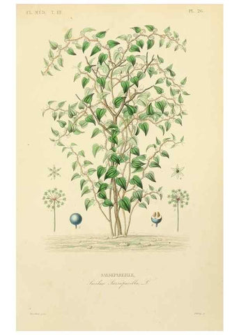 Reproducción/Reproduction 49583443401: Le Règne végétal;. Paris,L. Guérin,1870-72.. 