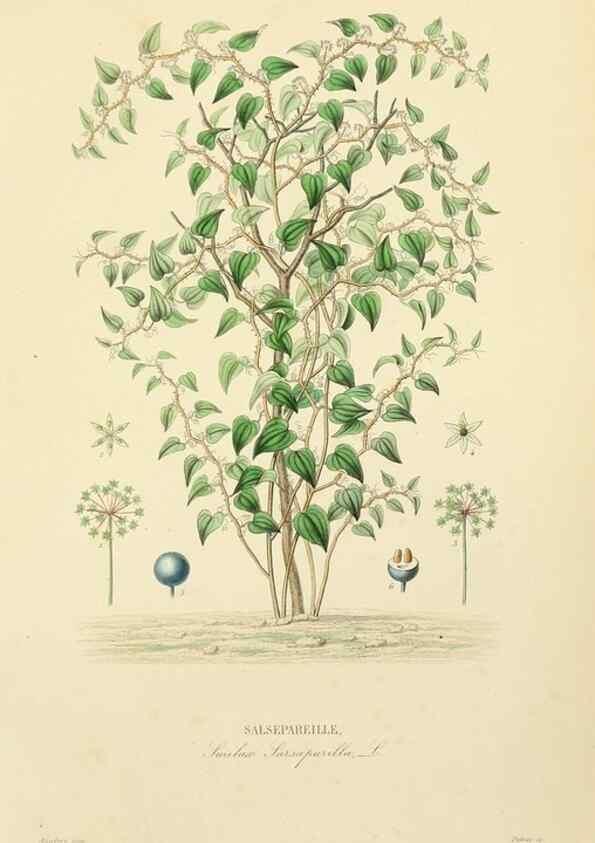 Reproducción/Reproduction 49583443401: Le Règne végétal;. Paris,L. Guérin,1870-72.. 
