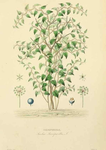 Reproducción/Reproduction 49583443401: Le Règne végétal;. Paris,L. Guérin,1870-72.. 