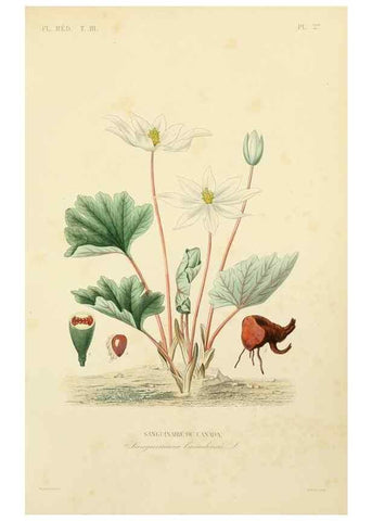 Reproducción/Reproduction 49583680342: Le Règne végétal;. Paris,L. Guérin,1870-72.. 