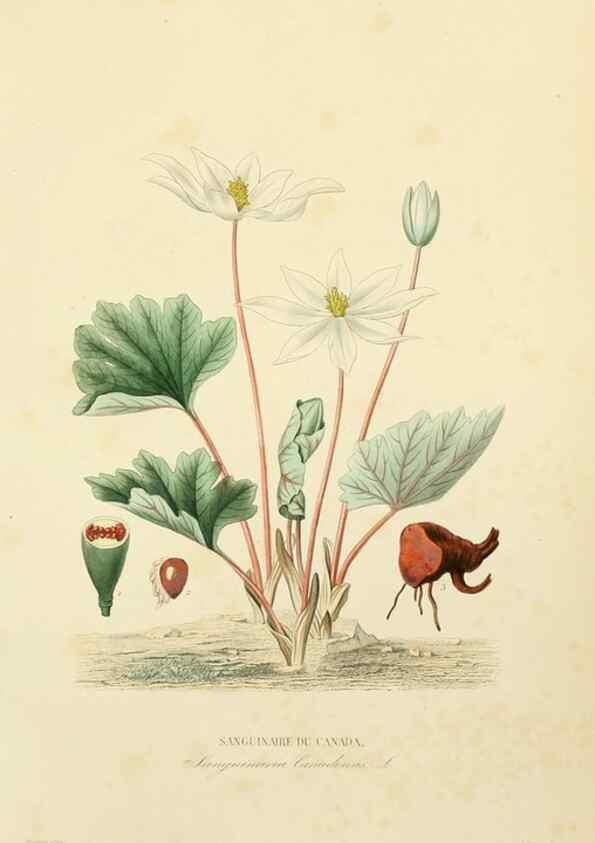 Reproducción/Reproduction 49583680342: Le Règne végétal;. Paris,L. Guérin,1870-72.. 