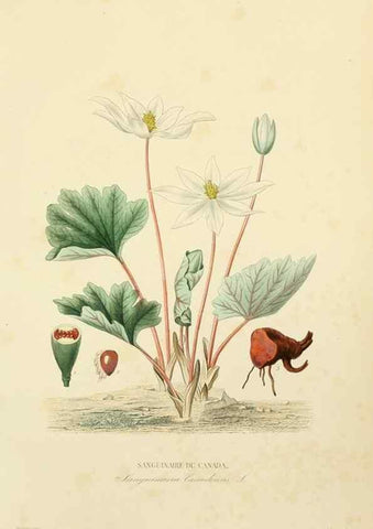 Reproducción/Reproduction 49583680342: Le Règne végétal;. Paris,L. Guérin,1870-72.. 