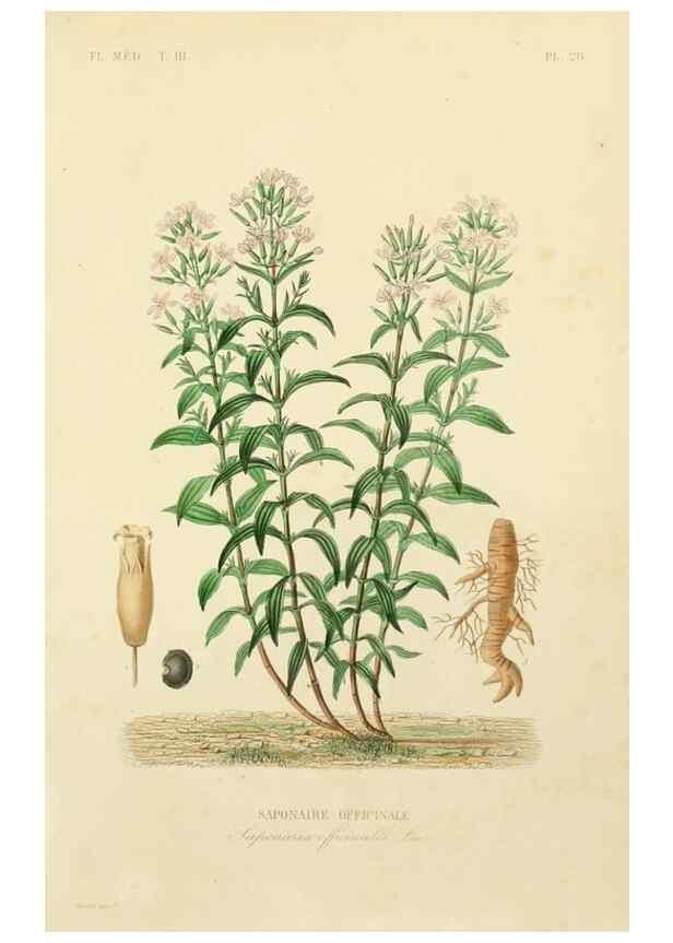 Reproducción/Reproduction 49583680607: Le Règne végétal;. Paris,L. Guérin,1870-72.. 