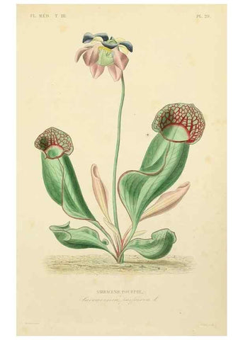 Reproducción/Reproduction 49583681047: Le Règne végétal;. Paris,L. Guérin,1870-72.. 