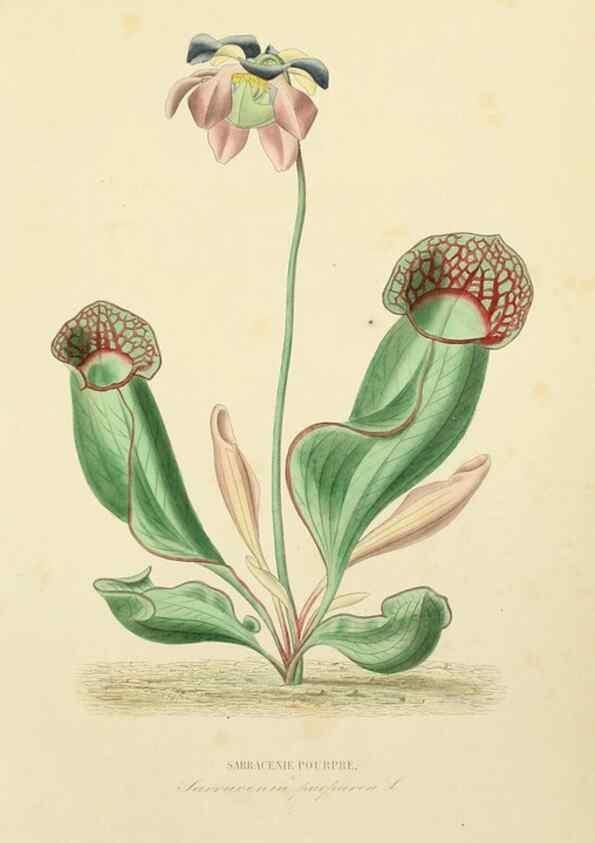Reproducción/Reproduction 49583681047: Le Règne végétal;. Paris,L. Guérin,1870-72.. 