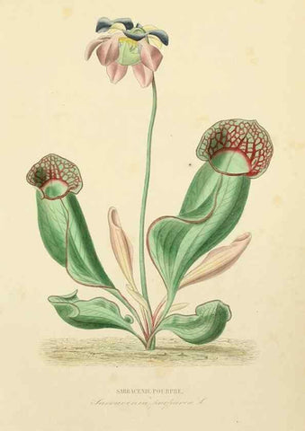 Reproducción/Reproduction 49583681047: Le Règne végétal;. Paris,L. Guérin,1870-72.. 