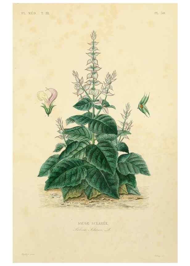 Reproducción/Reproduction 49583444631: Le Règne végétal;. Paris,L. Guérin,1870-72.. 