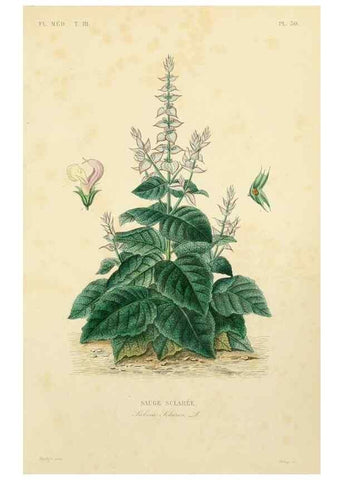 Reproducción/Reproduction 49583444631: Le Règne végétal;. Paris,L. Guérin,1870-72.. 