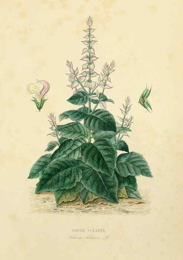 Reproducción/Reproduction 49583444631: Le Règne végétal;. Paris,L. Guérin,1870-72.. 